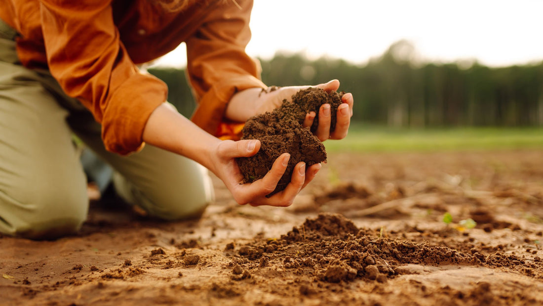Check Your Soil?